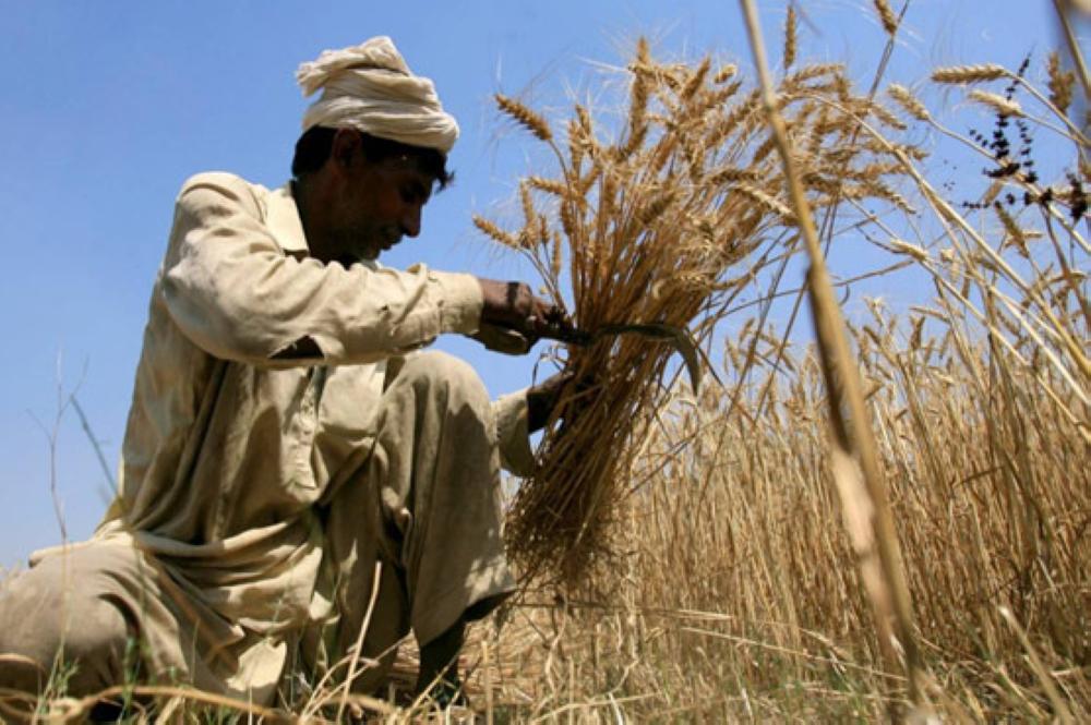 wheat pakistan Wwwparcgovpk. wheat pakistan Wwwparcgovpk.