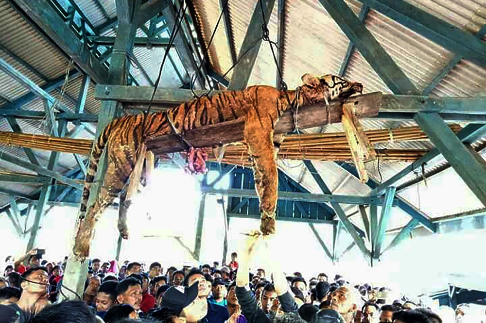 Endangered tiger falls victim to brutal killing spree
