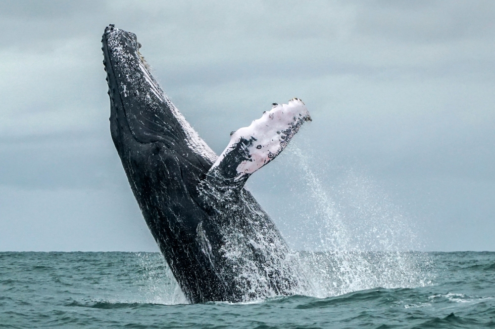 New study shows oceans warming even faster than thought New study shows oceans warming even faster than thought
