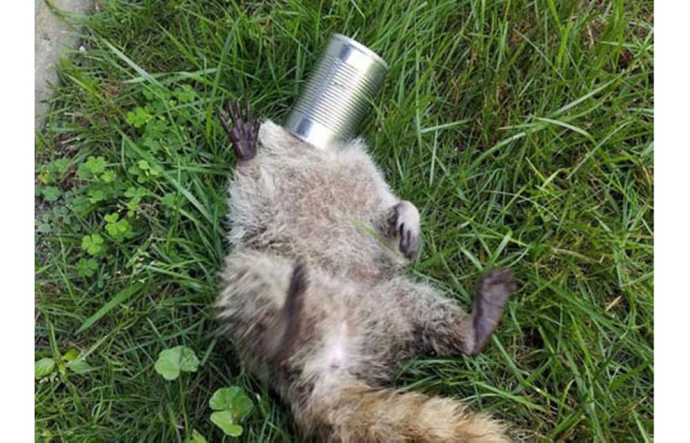 A picture of the baby racoon before animal control officers stepped in to remove the can tightly stuck to its head.