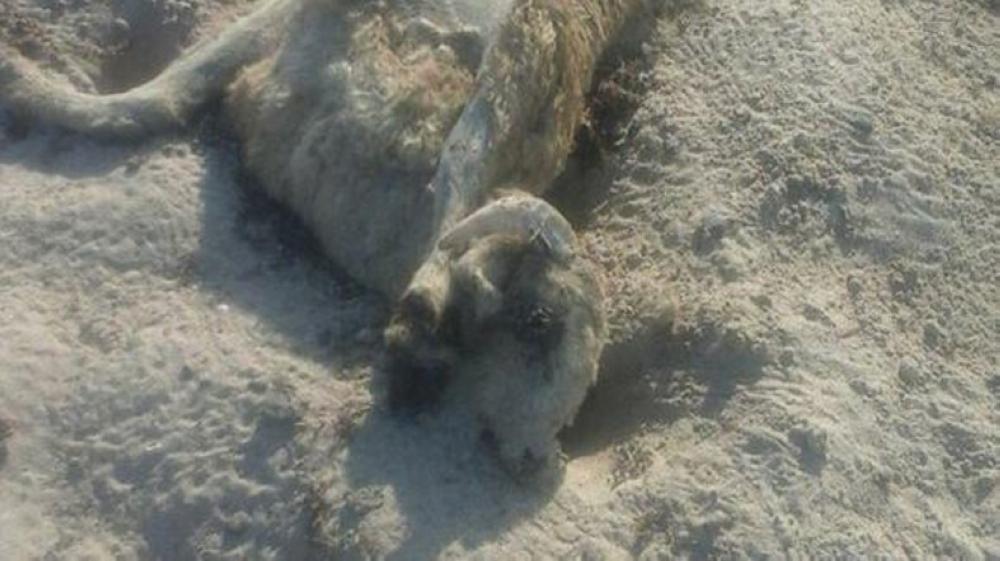 Dead sheep washed up the shore in Ras Gharib in the Red Sea governorate in Egypt. — Courtesy photos