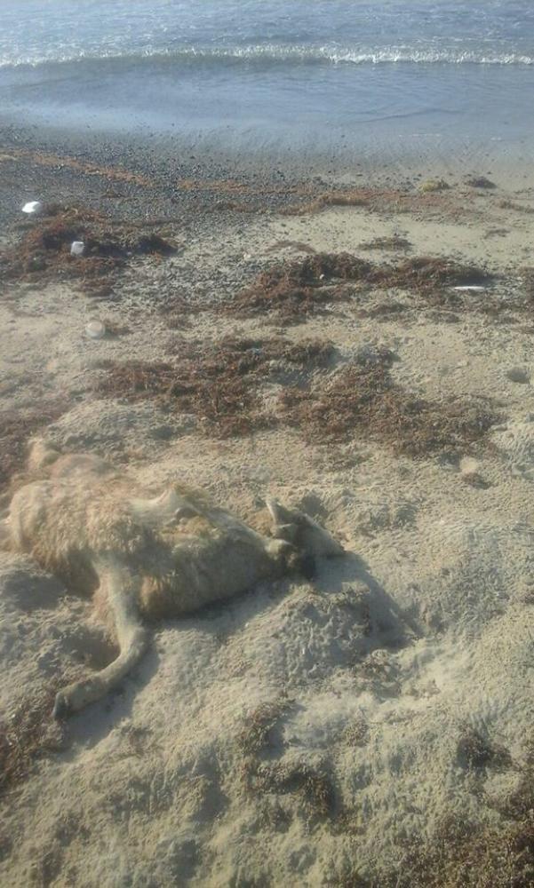 Dead sheep washed up the shore in Ras Gharib in the Red Sea governorate in Egypt. — Courtesy photos