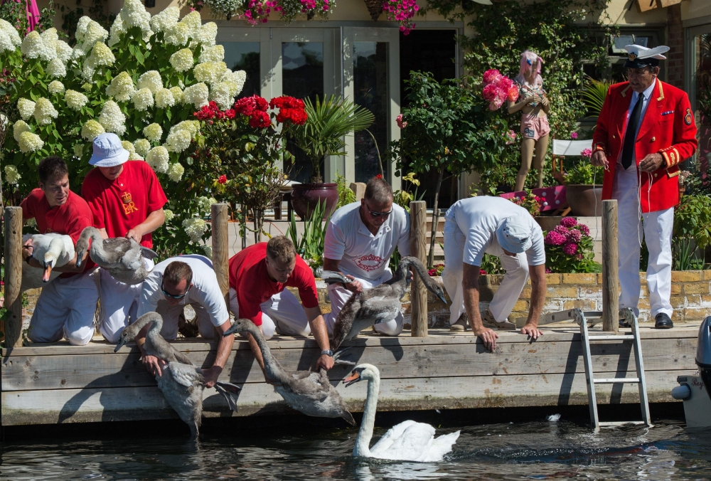 Swans and cygnets are released after being weighed, documented and measured during the annual Swan Upping Census on the River Thames at Staines, Middlesex, on Tuesday. - AFP