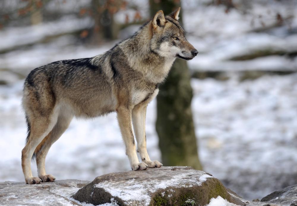 Researchers say domestic dogs trace their roots to a single group of wolves that crossed the path of humans as long as 40,000 years ago. - AFP