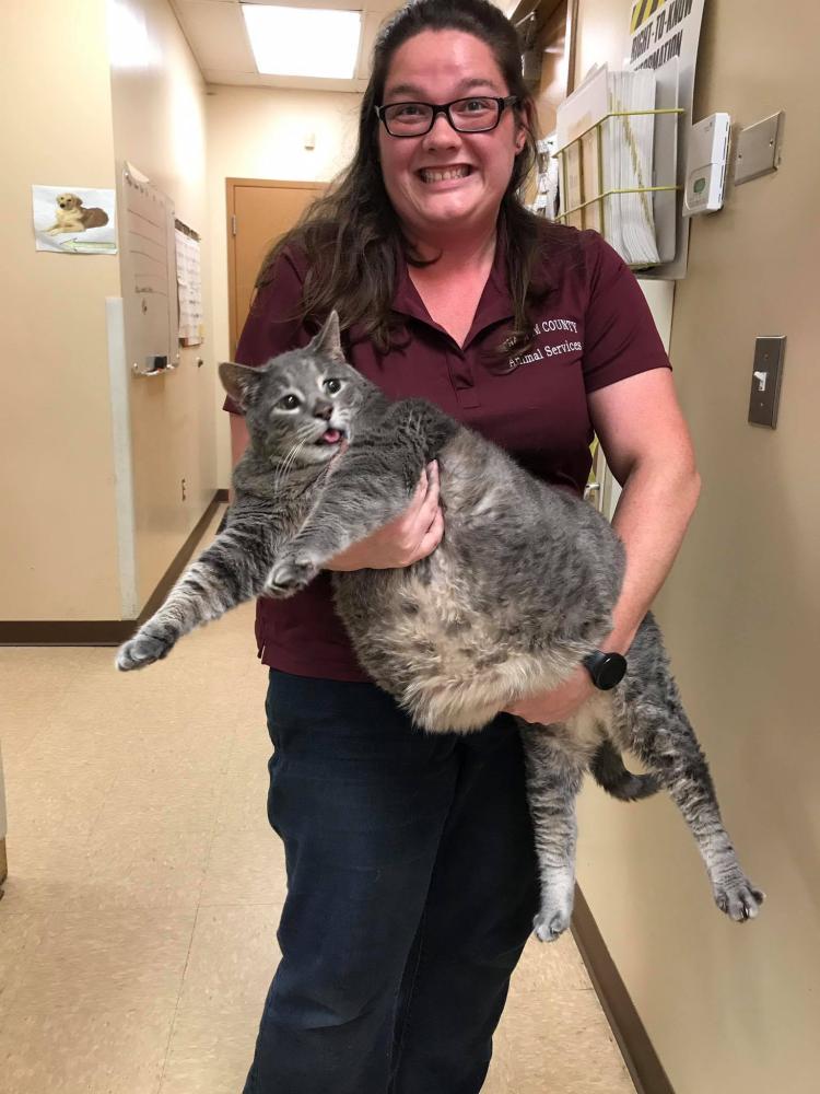 An animal shelter volunteer holds a 14-kg cat that was brought in as a stray at the Chatham County Animal Shelter on Monday.