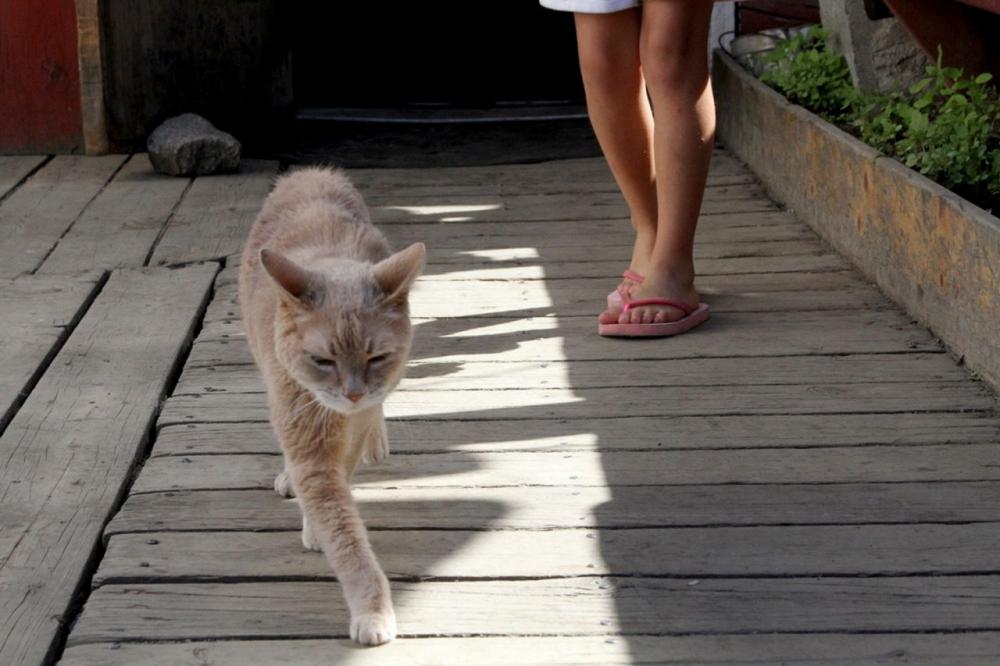 Stubbs, the honorary feline mayor of Talkeetna, Alaska, is seen walking outside a local business in this May 2016 file photo. - AP