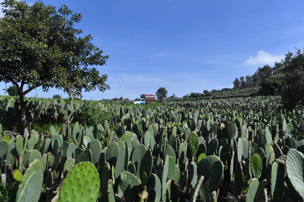 A farmer weeds his nopal plantation on the slopes of the extinct Teuhtli volcano in Milpa Alta borough, Mexico City. A group of scientists combined the problem of the treatment of organic waste, the necessity of generating electricity in an ecologic way and the enormous production of nopal in Mexico. The result was a biodigestor, the first of its kind, which potential seems promising. — AFP photos

