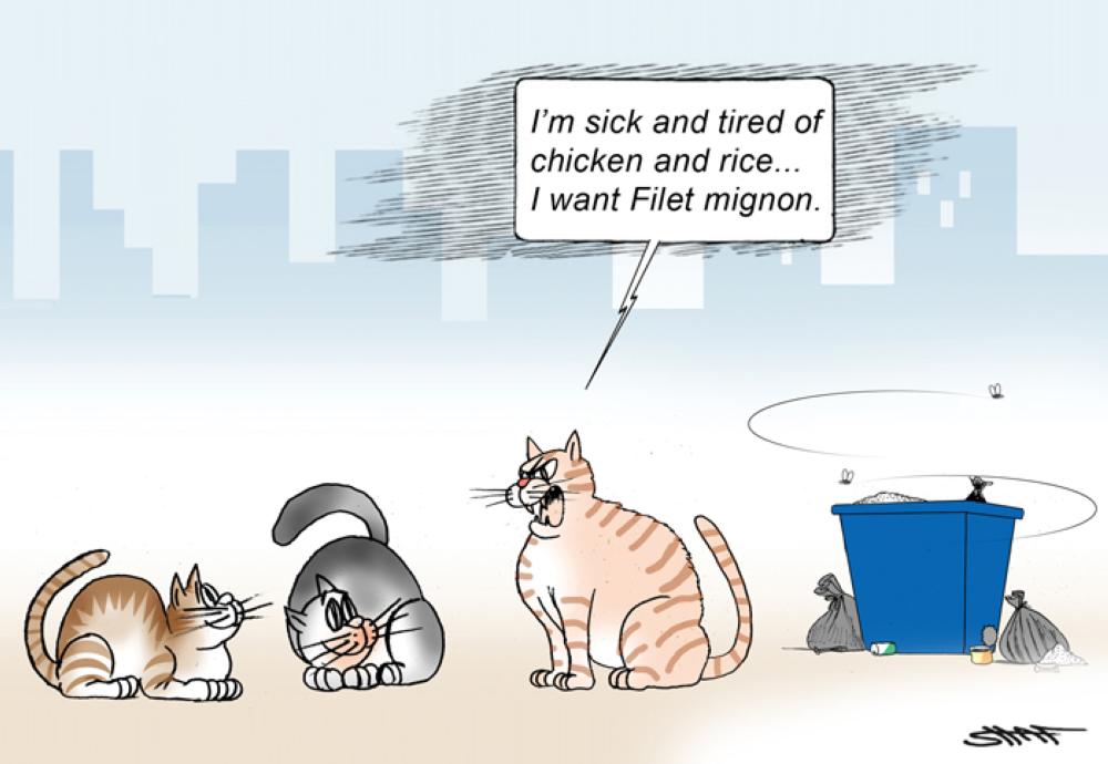 Cats