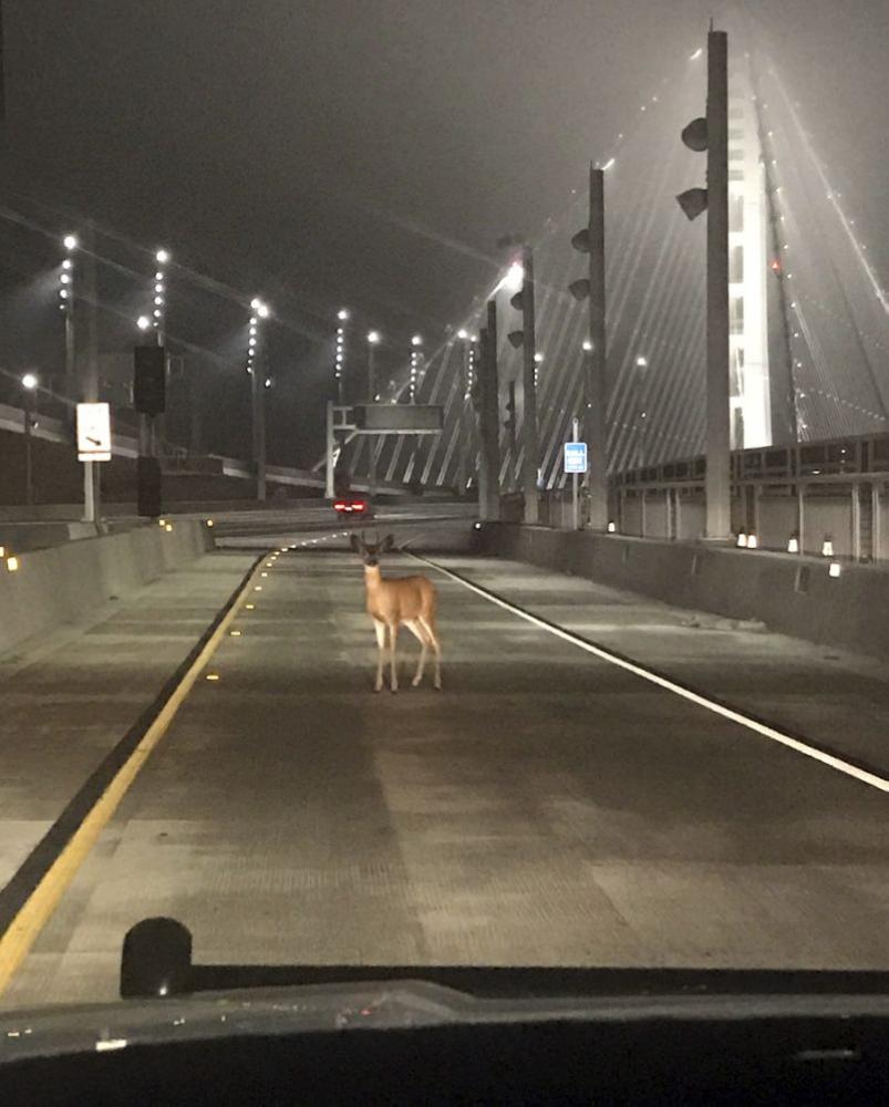 This photo provided by the California Highway Patrol shows a doe, caught in the headlights of a CHP cruiser on the San Francisco-Oakland Bay Bridge early Wednesday morning. - AP