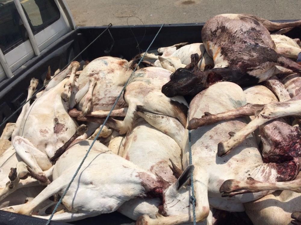 Meat of the matter: Haj scarified meat smuggled