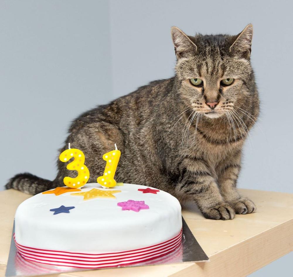 Nutmeg pictured last year at Westway Vets on his 31st birthday in Newcastle upon Tyne.