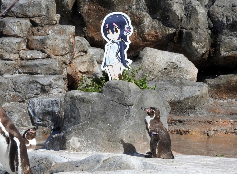 This handout photo shows Humboldt penguin Grape who shot to fame in Japan after falling in love with a cardboard cut-out of a cartoon character Hululu (top). - AFP