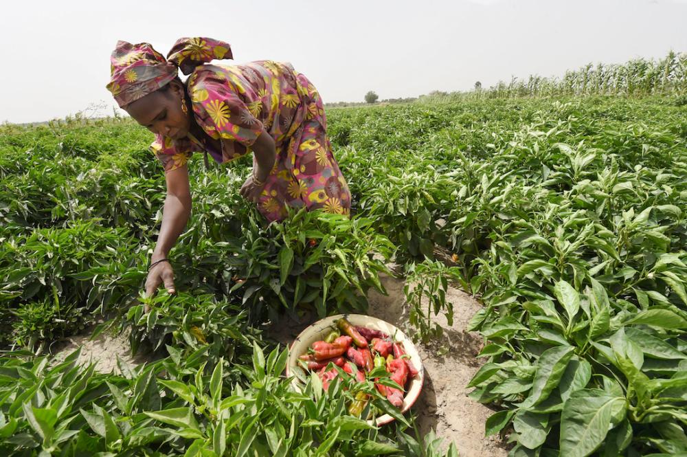 
A woman harvests peppers in Nigeria's Borno state. Farmers reaped benefits from reforms instituted by then-Minister of Agriculture Akinwumi Adesina. — AFP