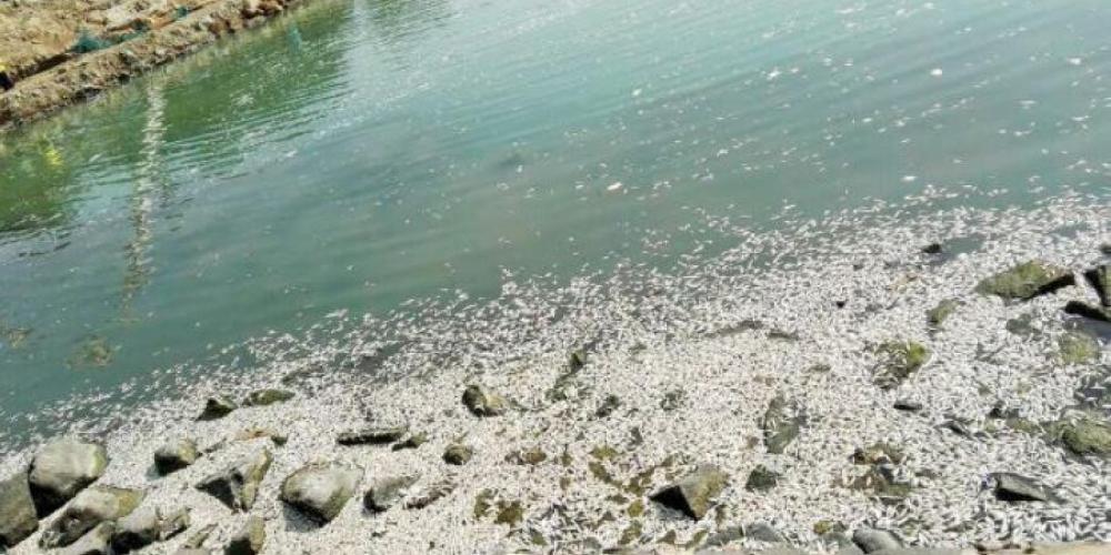 

Sewage dumping in the sea is attributed to dead fishing washing up on the shores of Jeddah.