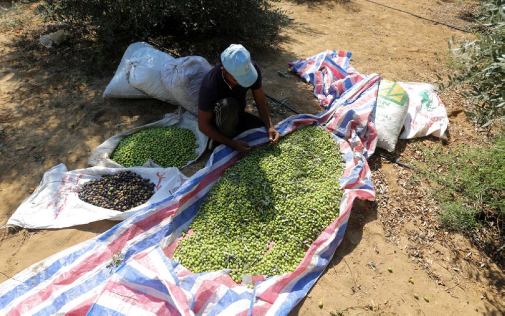 A Palestinian sifts olives during harvest season at a farm south of Gaza City. — Courtesy photo