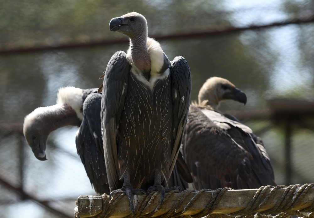 This photograph taken on Sept. 20, 2017, shows white-backed vultures in their enclosure at the Vulture Conservation Center run by World Wide Fund for Nature-Pakistan (WWF-P) in Changa Manga, about 80km from Lahore. Unloved and decimated by drugs used to breed the animals whose carcasses they feed on, white-rumped vultures have practically disappeared in Pakistan. A center run by an NGO is trying to resuscitate this majestic species. - AFP