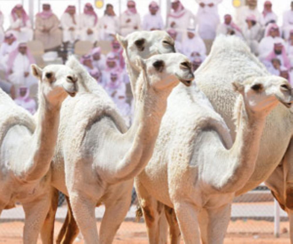 More than 1,500 camel owners have booked their places at the camel beauty pageant during a monthlong registration process.