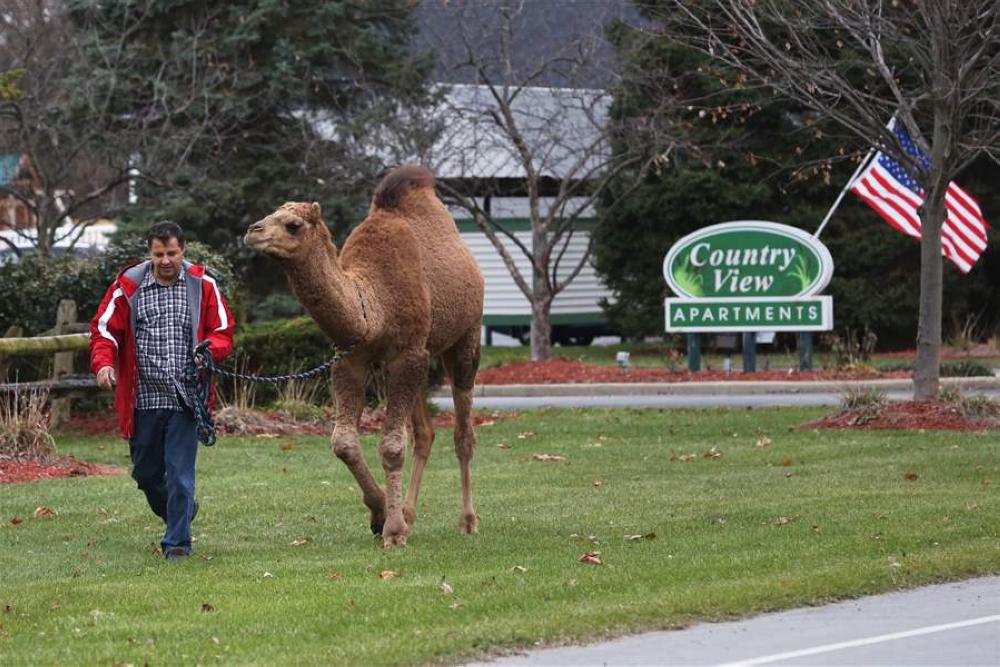 Nabil Shaheen walks his camel, a one-year-old male named Scooby, back home after Scooby went for a run in Toledo, Ohio on Saturday. - AP
