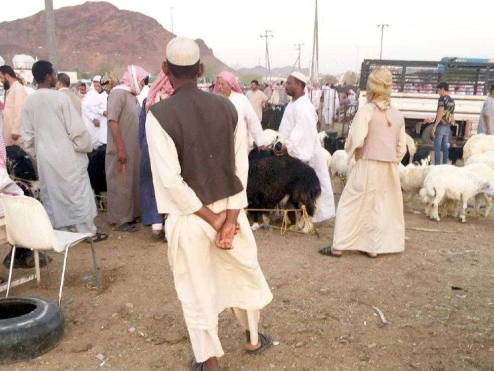 Illegal Tasattur trade is rampant in the sheep market in Madinah. — Courtesy Al-Madina newspaper