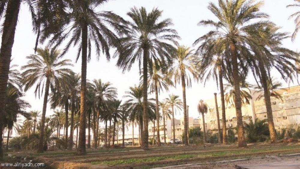 Volunteer team tries to prevent palm trees from extinction