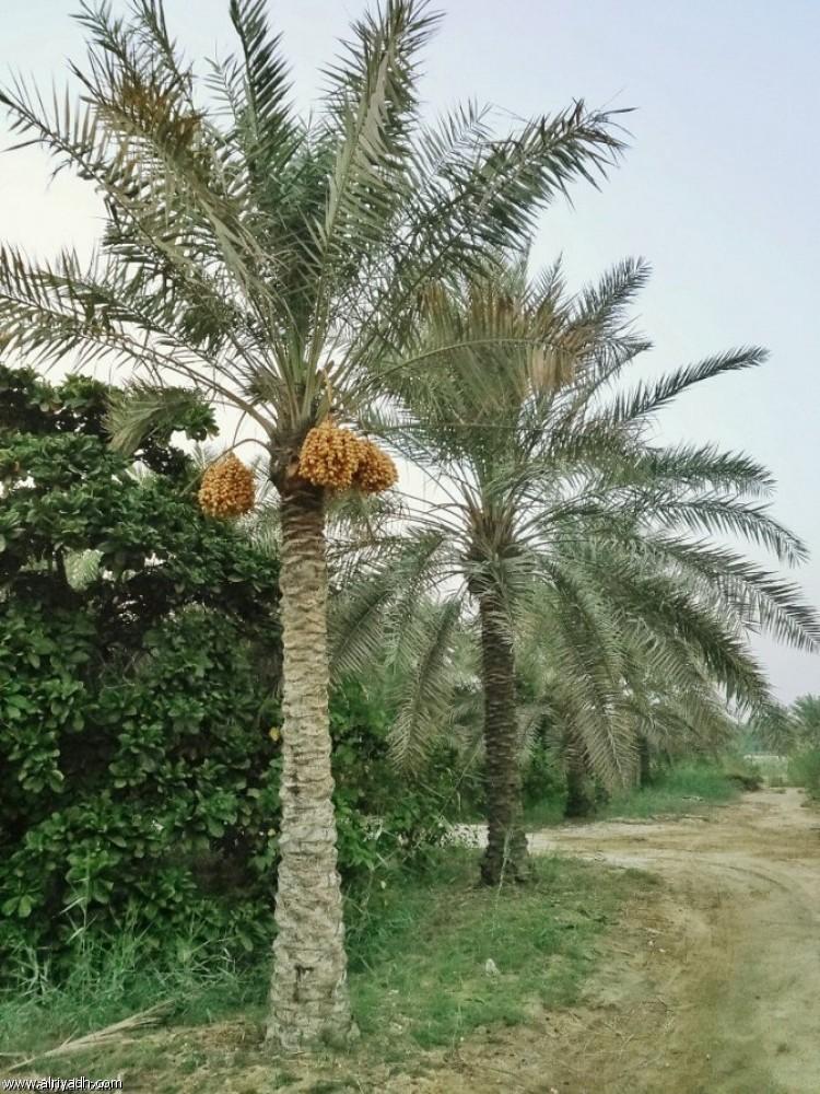 Volunteer team tries to prevent palm trees from extinction