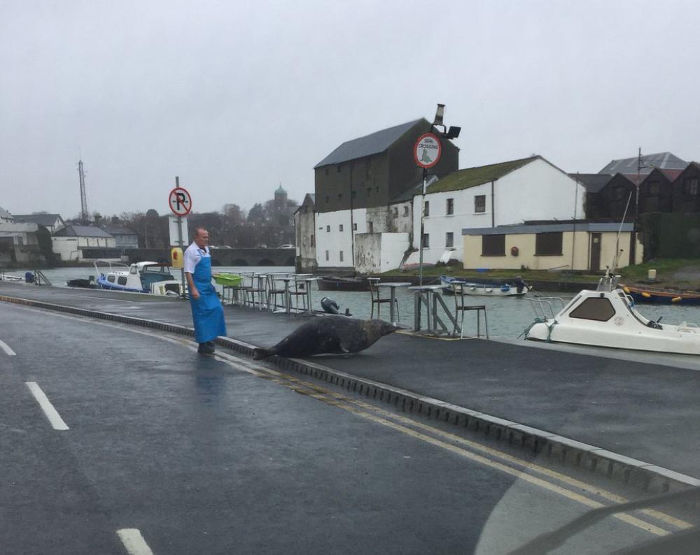 An employee from The Lighthouse, a fish store and seafood restaurant, chases Sammy the Seal across the road in Wicklow, Ireland.