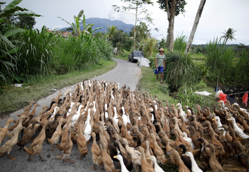 A farmer walks his ducks up a street as Mount Agung volcano erupts in the background, inside the evactuation zone in Karangasem Regency in Bali, Thursday. — Reuters