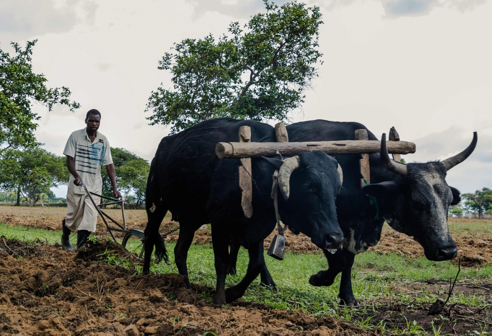 A resettled farmer opens a furrow in his field with an ox-drawn plough on Eden farm where Deon Theron ran a successful dairy farm before he was forced off the property during the Robert Mugabe lead land reform program. — AFP