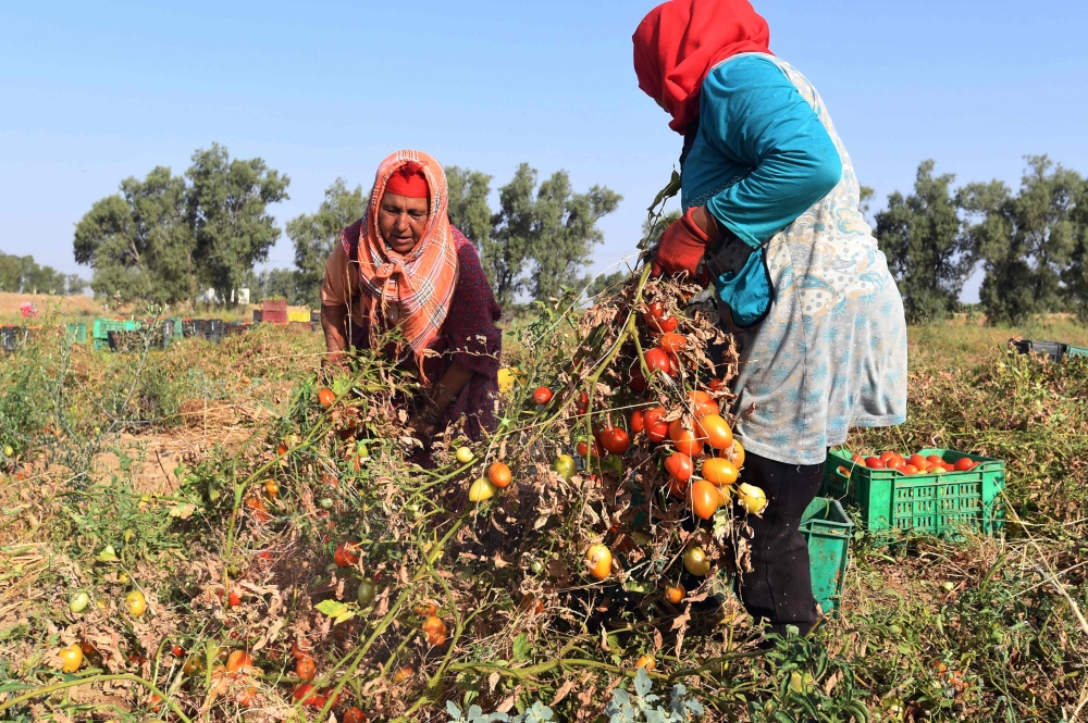 Tunisian women pick tomatoes in a field in Menzel Mheri, in the governorate of Kairouan. — AFP 