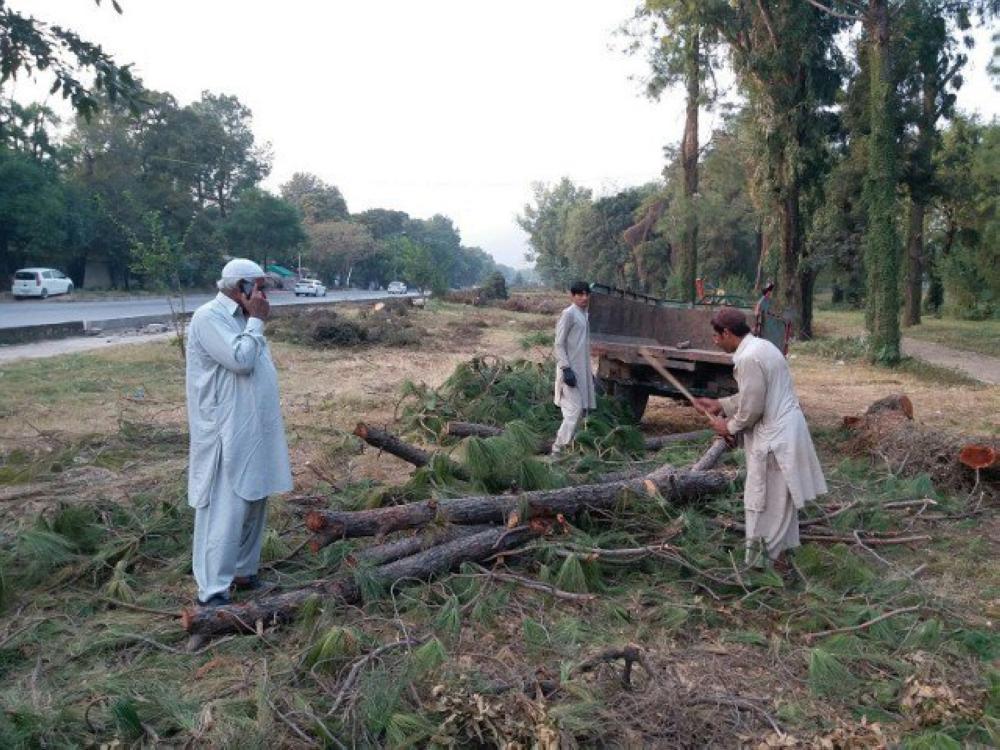 A worker uses an axe to cut wood into logs along Attaturk Avenue, near the Prime Minister’s office in Islamabad, where hundreds of trees have been cut to make way for expansion of the roadway. - Reuters