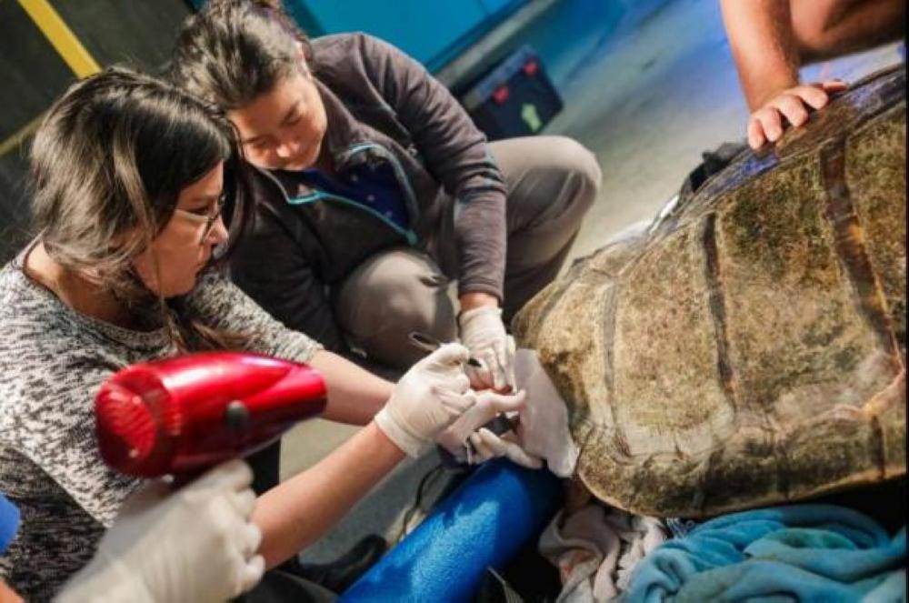 The Birch Aquarium in California teamed up with University of California, San Diego Library’s Digital Media Lab to 3D print a brace for an injured loggerhead sea turtle.