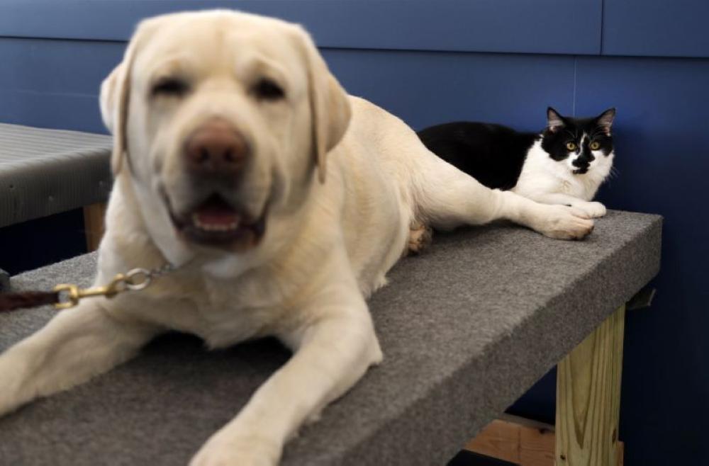 D-O-G is seen with a dog at Support Dogs, Inc. in St. Louis, Missouri.