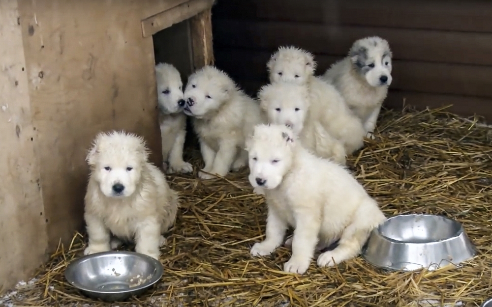 In this photo made from footage taken from the Russian Defense Ministry's official website on Tuesday shows a frame grab from a New Year greeting video with puppies who are raised and trained at a dog breeding center in Knyazhevo, 103 kilometers north of Moscow, Russia. - AP