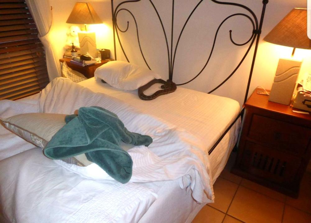 A python is seen in the bedroom of an Australian woman in this undated photo taken by local snake catcher Stuart McKenzie.
