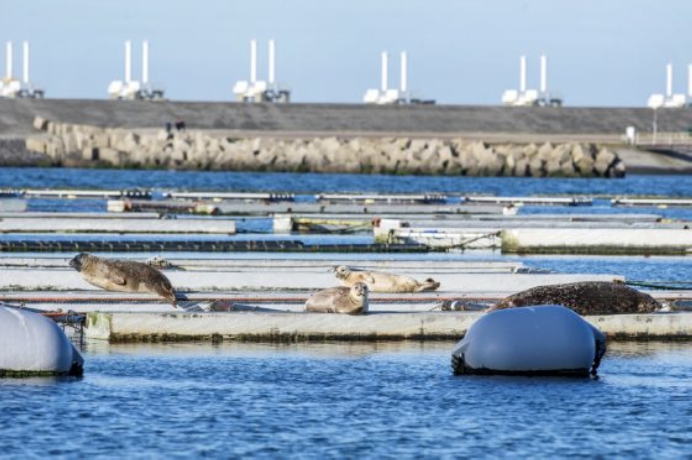 Seals on the Oosterscheldekering storm surge barrier. — Courtesy photo