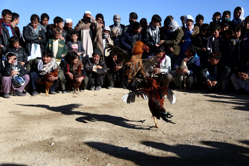 This photograph shows Afghan men watching a cockfight in Ghazni. US military authorities are investigating a video widely circulated on Afghan social media that apparently shows a US service member firing into a civilian truck driving along a road in Afghanistan. — AFP