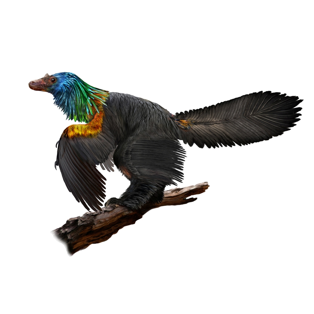 An illustration of a reconstruction of the iridescent dinosaur which had rainbow feathers, named Caihong juji, unearthed in China. — Reuters
