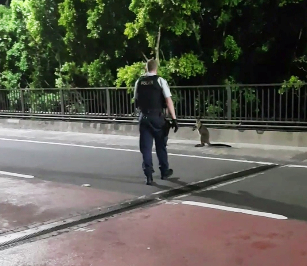 A supplied video screenshot shows a policeman approaching a wallaby on the Sydney Harbour Bridge in Sydney, Australia on Tuesday. - Reuters