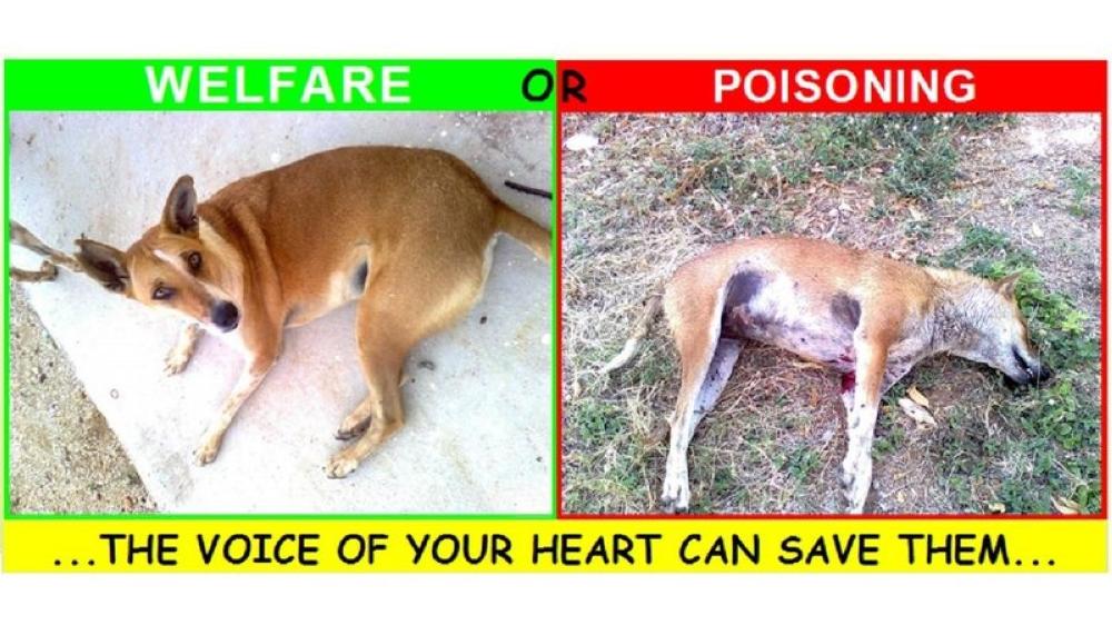 Stop poisoning cats and dogs!