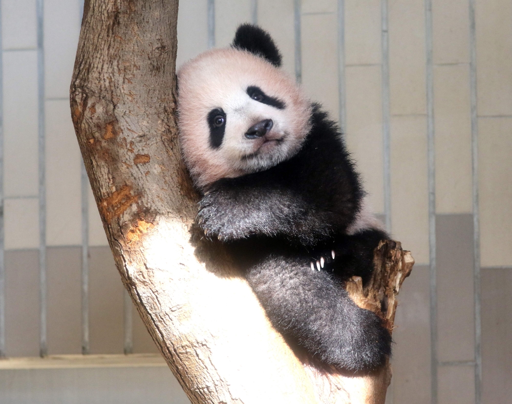 This file photo taken on Dec. 18, 2017 shows baby panda Xiang Xiang playing in her enclosure during a press preview at Ueno Zoo in Tokyo, Japan. - AFP