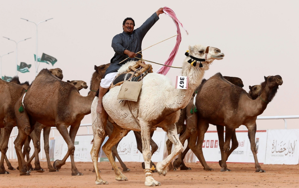 A man cheers as he rides a camel during King Abdulaziz Camel Festival in Rimah Governorate, north-east of Riyadh. - Reuters