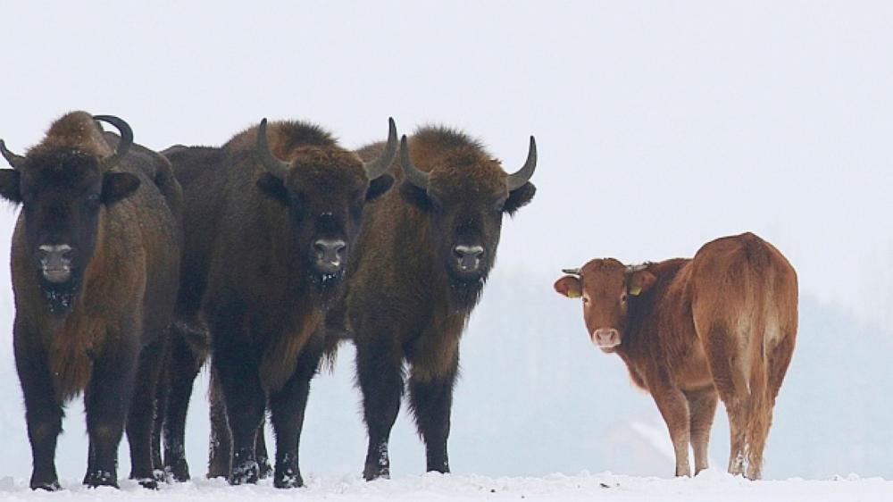 A cow is seen with a group of bison, near Wasilkowo village, 10 km from Hajnowka, Poland. - AP
