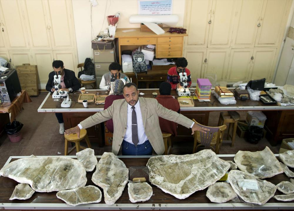 Hesham Sallam, leader of the excavation team and head of the university's Center for Vertebrate Paleontology. 