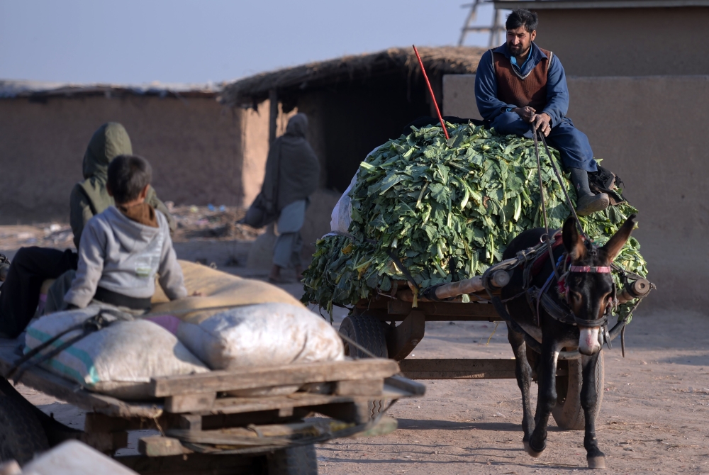 An Afghan refugee, right, rides on a loaded donkey cart at a refugee camp in Pakistan’s capital Islamabad in this Jan. 19, 2018 file photo. — AFP