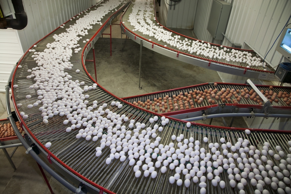 US eggs_production line 