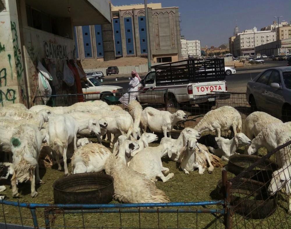 Sheep market in Kaakiya to tarnish
Kingdom's reputation, residents say