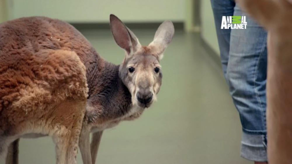 This undated photo provided by the Animal Planet Network shows a kangaroo named Dave. The aging kangaroo who calls the Bronx Zoo in New York home is receiving low-temperature cryotherapy treatment for arthritis. - AP