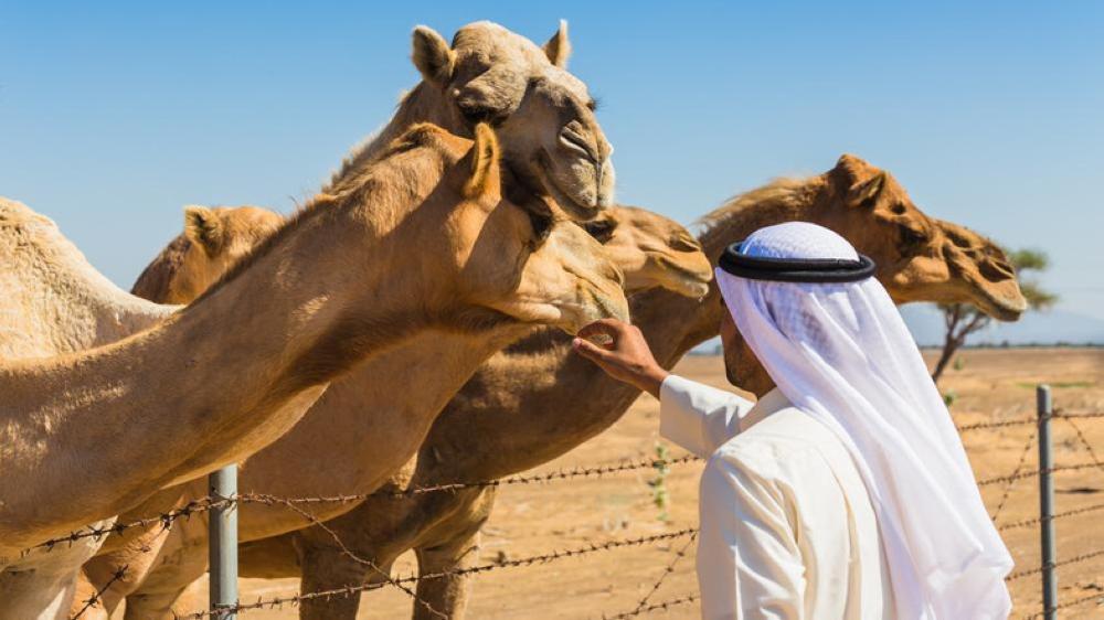 Camel owners will be encouraged to get the vaccine as the disease affects the camels’ performance in racing events. — Shutterstock