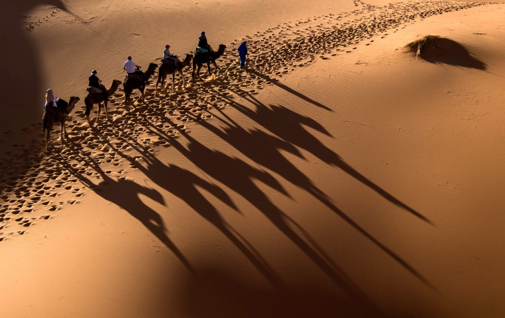 Camels walk on the sand during the 