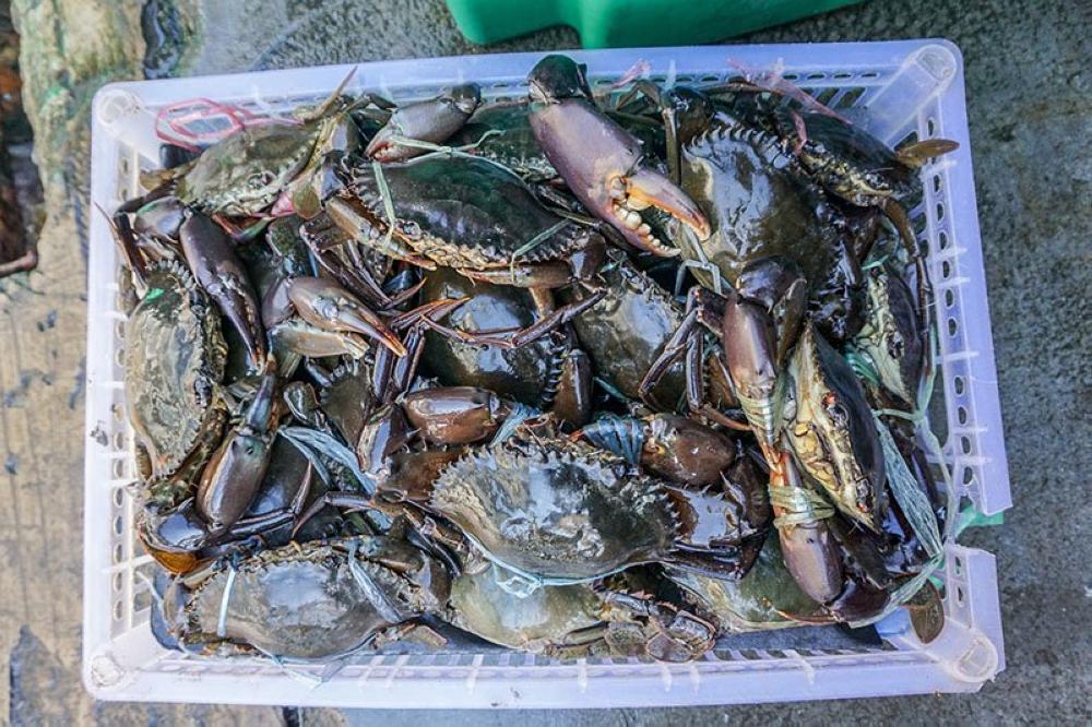 Many former farmers have switched to raising tiger shrimp - now Bangladesh’s second biggest export after garments - in shallow ponds. But even the shrimp are now dying in many areas, hit by viral infections, local people say. Instead, as waters continue to rise, women in the region have hit on a new, tough and flood-friendly harvest: Mud crabs.